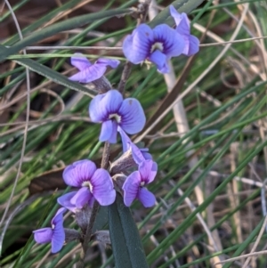 Hovea heterophylla at Downer, ACT - 7 Aug 2021 03:16 PM