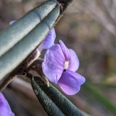 Hovea heterophylla at Downer, ACT - 7 Aug 2021