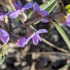 Hovea heterophylla at Downer, ACT - 7 Aug 2021