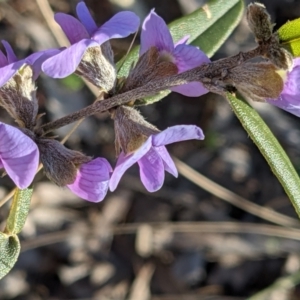 Hovea heterophylla at Downer, ACT - 7 Aug 2021