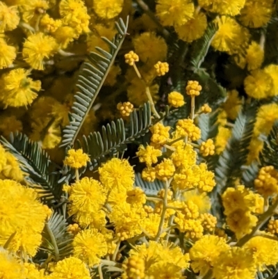 Acacia baileyana (Cootamundra Wattle, Golden Mimosa) at Downer, ACT - 27 Jul 2021 by abread111