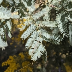 Acacia baileyana at Downer, ACT - 27 Jul 2021