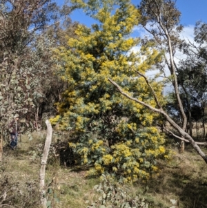 Acacia baileyana at Downer, ACT - 27 Jul 2021 12:18 PM