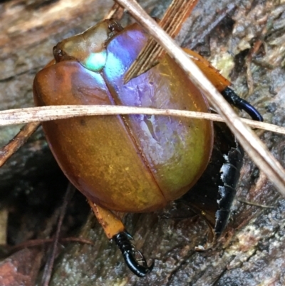 Anoplognathus montanus (Montane Christmas beetle) at Canberra Central, ACT - 3 Aug 2021 by NedJohnston