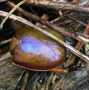 Anoplognathus montanus at Canberra Central, ACT - 3 Aug 2021