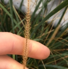 Setaria (genus) (Pigeon Grass) at Acton, ACT - 3 Aug 2021 by NedJohnston