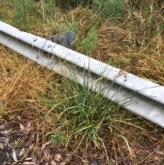 Setaria sp. at Acton, ACT - 3 Aug 2021