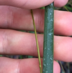 Setaria sp. at Acton, ACT - 3 Aug 2021 10:28 AM