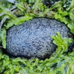 Unidentified Spherical or cobblestone-like or spotted/pimpled crust <perithecial>    at Downer, ACT - 6 Aug 2021 by RobG1