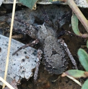 Argoctenus sp. (genus) at O'Connor, ACT - 7 Aug 2021 02:10 PM