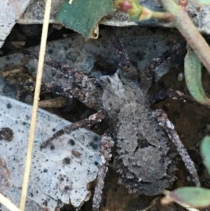 Argoctenus sp. (genus) at O'Connor, ACT - 7 Aug 2021 02:10 PM