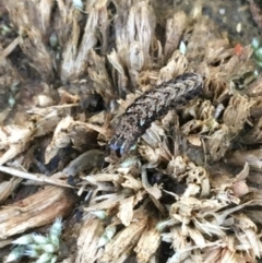 Proteuxoa (genus) (A Noctuid moth) at Dryandra St Woodland - 7 Aug 2021 by Ned_Johnston