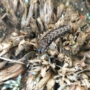 Proteuxoa (genus) at O'Connor, ACT - 7 Aug 2021