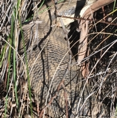 Tiliqua scincoides scincoides (Eastern Blue-tongue) at O'Connor, ACT - 7 Aug 2021 by Ned_Johnston