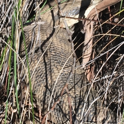 Tiliqua scincoides scincoides (Eastern Blue-tongue) at Dryandra St Woodland - 7 Aug 2021 by Ned_Johnston