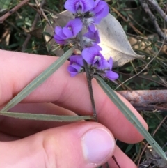 Hovea heterophylla (Common Hovea) at O'Connor, ACT - 7 Aug 2021 by NedJohnston