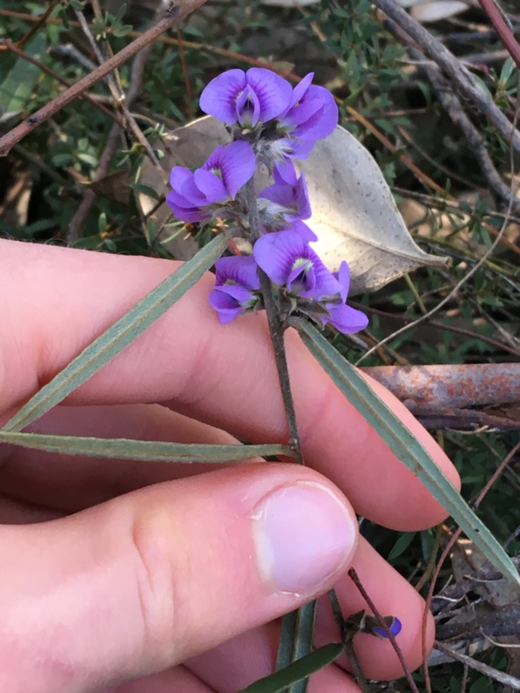 Hovea heterophylla at O'Connor, ACT - 7 Aug 2021