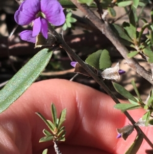 Hovea heterophylla at O'Connor, ACT - 7 Aug 2021