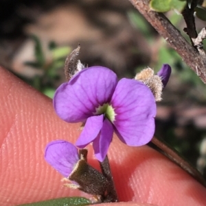 Hovea heterophylla at O'Connor, ACT - 7 Aug 2021