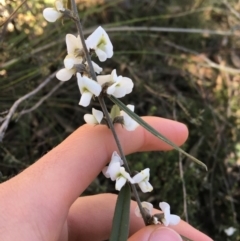 Hovea heterophylla (Common Hovea) at Dryandra St Woodland - 7 Aug 2021 by Ned_Johnston