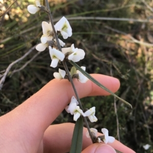 Hovea heterophylla at O'Connor, ACT - 7 Aug 2021