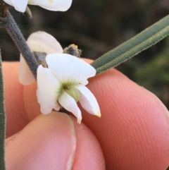 Hovea heterophylla at O'Connor, ACT - 7 Aug 2021 02:38 PM