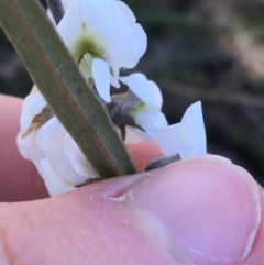 Hovea heterophylla at O'Connor, ACT - 7 Aug 2021