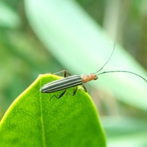 Syllitus rectus at Yarralumla, ACT - 1 Feb 2021 09:20 AM