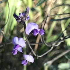 Glycine clandestina (Twining Glycine) at Broulee, NSW - 7 Aug 2021 by MattFox