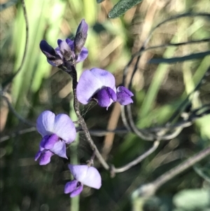 Glycine clandestina at Broulee, NSW - 7 Aug 2021