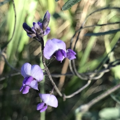 Glycine clandestina (Twining Glycine) at Broulee, NSW - 7 Aug 2021 by MattFox