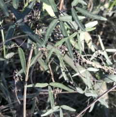 Glycine clandestina at Broulee, NSW - 7 Aug 2021