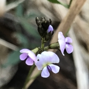 Glycine clandestina at Broulee, NSW - 7 Aug 2021