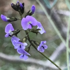 Glycine clandestina at Broulee, NSW - 7 Aug 2021