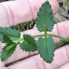 Unidentified Other Wildflower or Herb (TBC) at Broulee, NSW - 7 Aug 2021 by MattFox