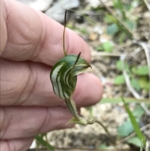 Pterostylis concinna at Broulee, NSW - suppressed