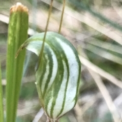 Pterostylis concinna at Broulee, NSW - 7 Aug 2021