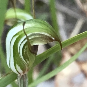 Pterostylis concinna at Broulee, NSW - suppressed