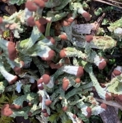 Cladonia sp. (genus) (Cup Lichen) at Murrumbateman, NSW - 6 Aug 2021 by SimoneC