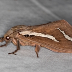 Abantiades latipennis (Brown Ghost Moth, Pindi Moth) at Tidbinbilla Nature Reserve - 11 Mar 2021 by Bron