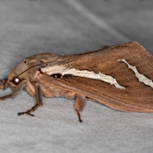 Abantiades latipennis at Paddys River, ACT - 12 Mar 2021