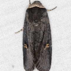 Proteuxoa cinereicollis (A noctuid or owlet moth) at Tidbinbilla Nature Reserve - 11 Mar 2021 by Bron