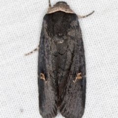 Proteuxoa cinereicollis (A noctuid or owlet moth) at Paddys River, ACT - 12 Mar 2021 by Bron