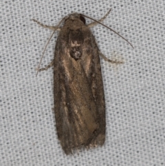 Athetis tenuis (Plain Tenuis Moth) at Paddys River, ACT - 12 Mar 2021 by Bron