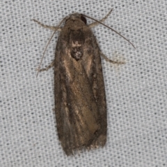 Athetis tenuis (A Noctuid moth) at Paddys River, ACT - 11 Mar 2021 by Bron
