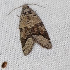 Meritastis lythrodana (A tortrix or leafroller moth) at Paddys River, ACT - 11 Mar 2021 by Bron