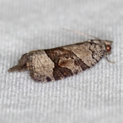 Meritastis lythrodana at Paddys River, ACT - 12 Mar 2021 08:03 AM