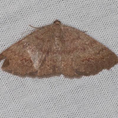 Casbia (genus) (A Geometer moth) at Paddys River, ACT - 11 Mar 2021 by Bron