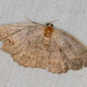 Casbia (genus) at Paddys River, ACT - 12 Mar 2021 08:06 AM