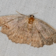 Casbia sp. (genus) (A geometer moth) at Paddys River, ACT - 11 Mar 2021 by Bron